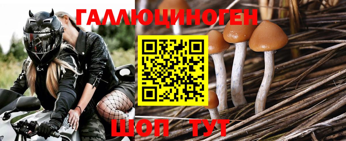 Галлюциногенные грибы Psilocybe Туймазы